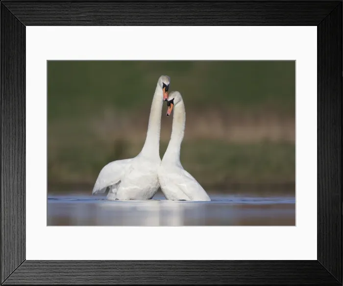 Framed Print : Mute Swans - pair after copulation - showing typical behaviour as the two birds rise up from the water - Cleveland - UK Framed Print : Mute Swans - pair after copulation - showing typical behaviour as the two birds rise up from the water - Cleveland - UK