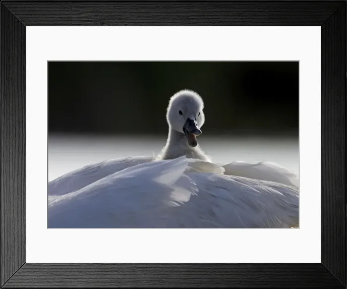 Framed Print : Mute Swans - chick hitching a ride on parent - UK