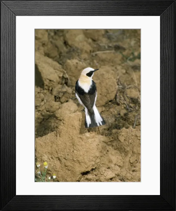 Framed Print : Black-eared Wheatear - rear view of male Framed Print : Black-eared Wheatear - rear view of male