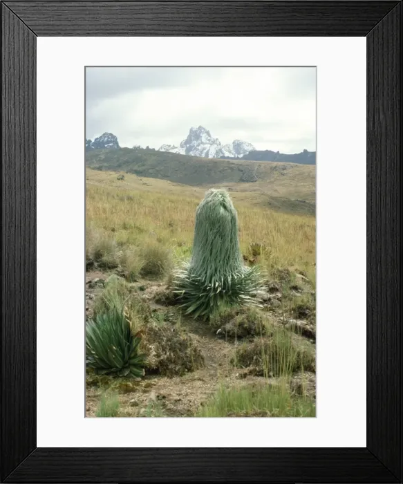 Framed Print : Giant Lobelia - 12-13000 ft Kenya, Africa Framed Print : Giant Lobelia - 12-13000 ft Kenya, Africa