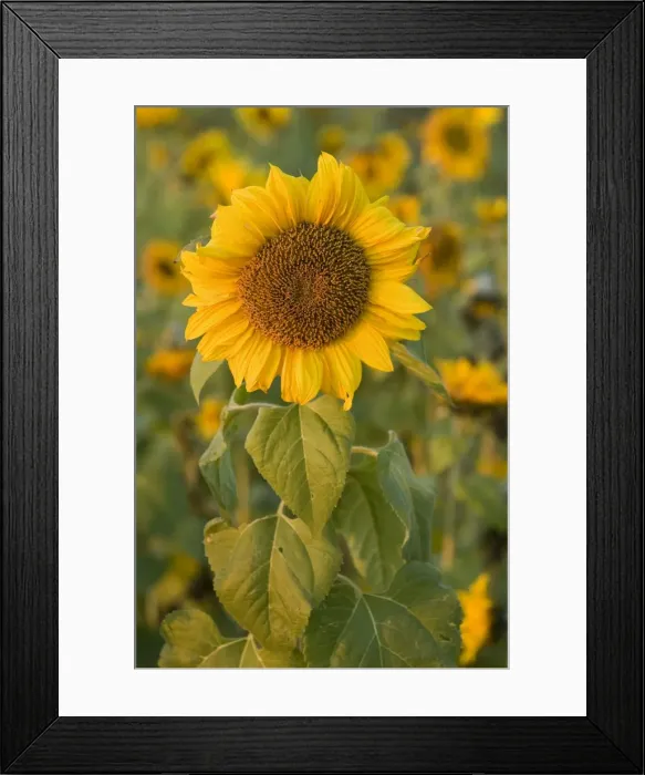 Framed Print : Sunflower - a field of sunflowers with one single flower accentuated in the foreground, in last evening light - Baden-Wuerttemberg, Germany
