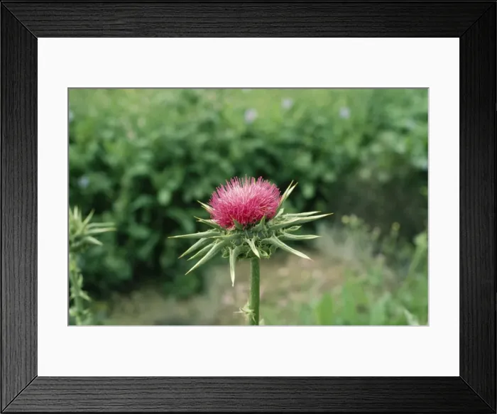 Framed Print : Milk Thistle RW 658 Silybum marianum © Richard Waller / ARDEA LONDON Framed Print : Milk Thistle RW 658 Silybum marianum © Richard Waller / ARDEA LONDON