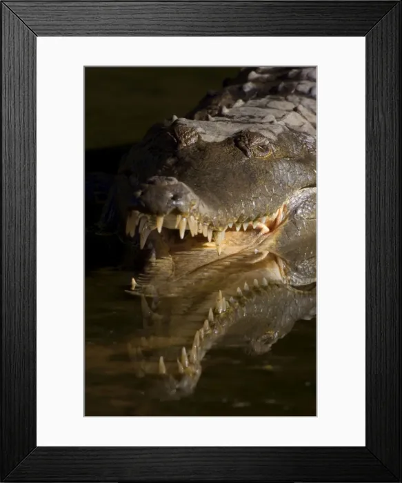 Framed Print : Johnston Crocodile - front portrait of a big Freshwater Crocodile lying in wait in a river. Its partially opened snout reveals its many very sharp and pointed teeth Framed Print : Johnston Crocodile - front portrait of a big Freshwater Crocodile lying in wait in a river. Its partially opened snout reveals its many very sharp and pointed teeth