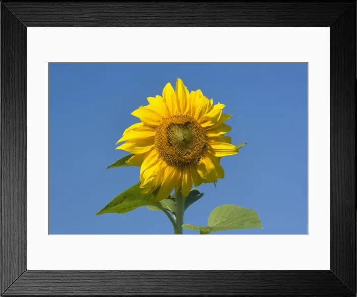 Framed Print : Sunflower - two honey bees gather nectar on a single sunflower, against blue summer sky - Baden-Wuerttemberg, Germany Framed Print : Sunflower - two honey bees gather nectar on a single sunflower, against blue summer sky - Baden-Wuerttemberg, Germany