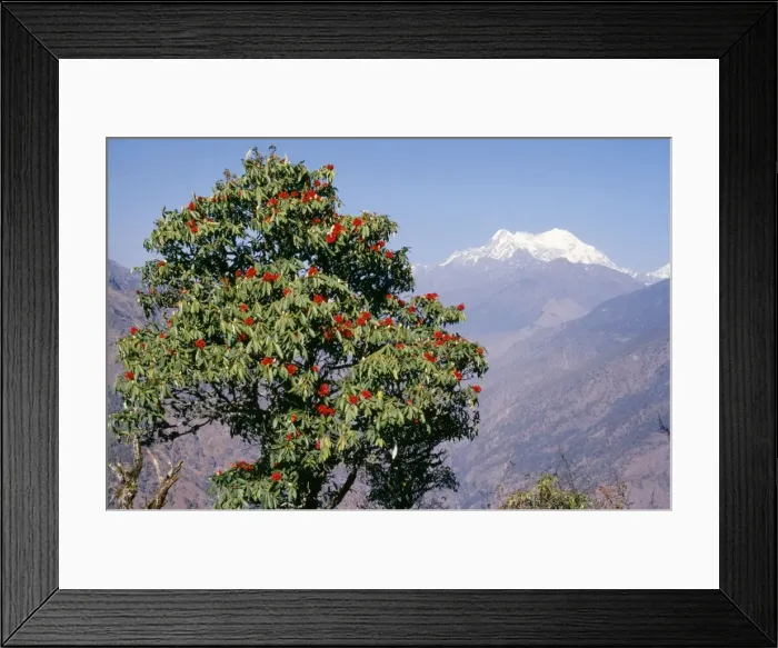 Framed Print : Rhododendron - with Mount Langtang in the background Nepal Framed Print : Rhododendron - with Mount Langtang in the background Nepal