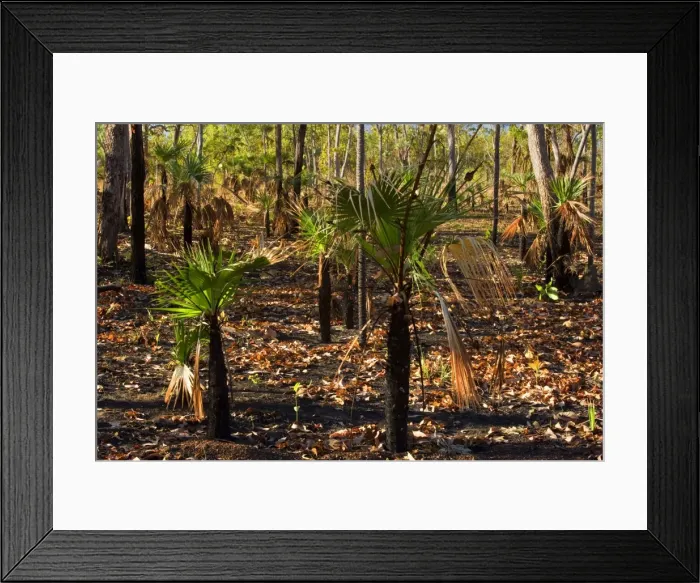 Framed Print : after the fire - forest in Far North of the Northern Territory after a wildfire. Though trees and soil are still blackened, new sprouts of green are already visible - Northern Territory, Australia Framed Print : after the fire - forest in Far North of the Northern Territory after a wildfire. Though trees and soil are still blackened, new sprouts of green are already visible - Northern Territory, Australia