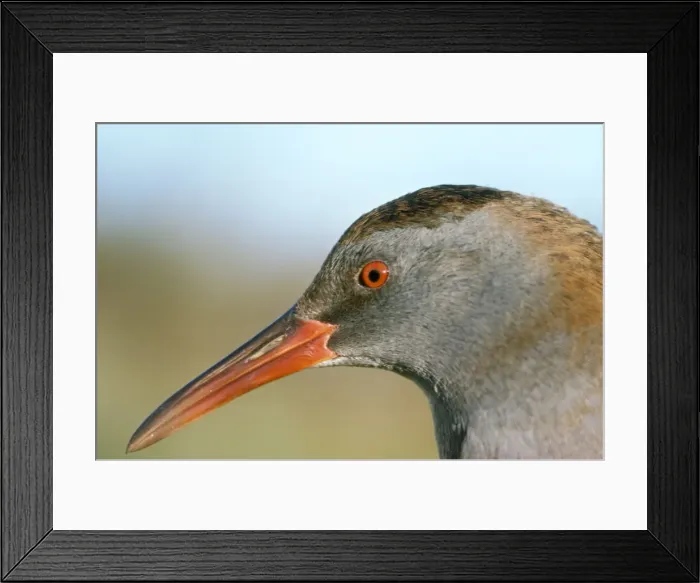 Framed Print : Water Rail - close-up of head