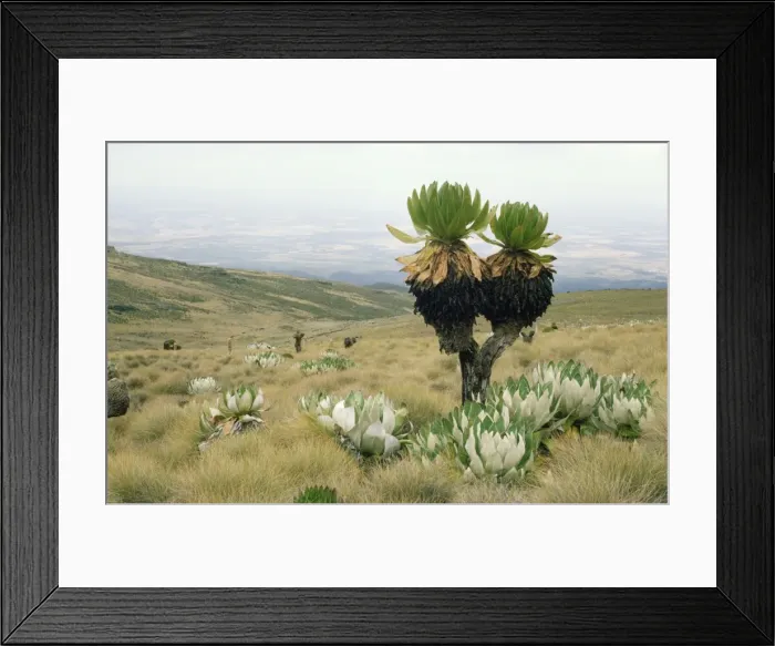 Framed Print : Giant Groundsel - at 13000 ft, when leaves die they do not fall off, instead they insulate the stem from the freezing temperatures at altitude. Mt Kenya, Africa Framed Print : Giant Groundsel - at 13000 ft, when leaves die they do not fall off, instead they insulate the stem from the freezing temperatures at altitude. Mt Kenya, Africa