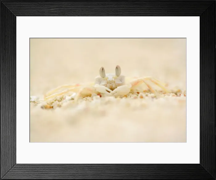 Framed Print : Ghost Crab - perfect mimickry of a white ghost crab on white sandy beach. Frontal portrait - Cape Range National Park, Western Australia, Australia Framed Print : Ghost Crab - perfect mimickry of a white ghost crab on white sandy beach. Frontal portrait - Cape Range National Park, Western Australia, Australia