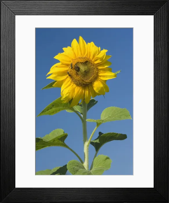 Framed Print : Sunflower - a few honey bees gather nectar on a single sunflower, against blue summer sky - Baden-Wuerttemberg, Germany Framed Print : Sunflower - a few honey bees gather nectar on a single sunflower, against blue summer sky - Baden-Wuerttemberg, Germany