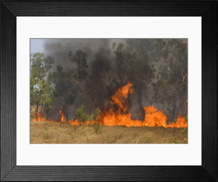 Framed Print : Wildfire in the bush - the flames of a raging bushfire burn up dried grass and gum trees. Black smoke darkens the sky and casts a depressing atmosphere over the land - Northern Territory, Australia Framed Print : Wildfire in the bush - the flames of a raging bushfire burn up dried grass and gum trees. Black smoke darkens the sky and casts a depressing atmosphere over the land - Northern Territory, Australia