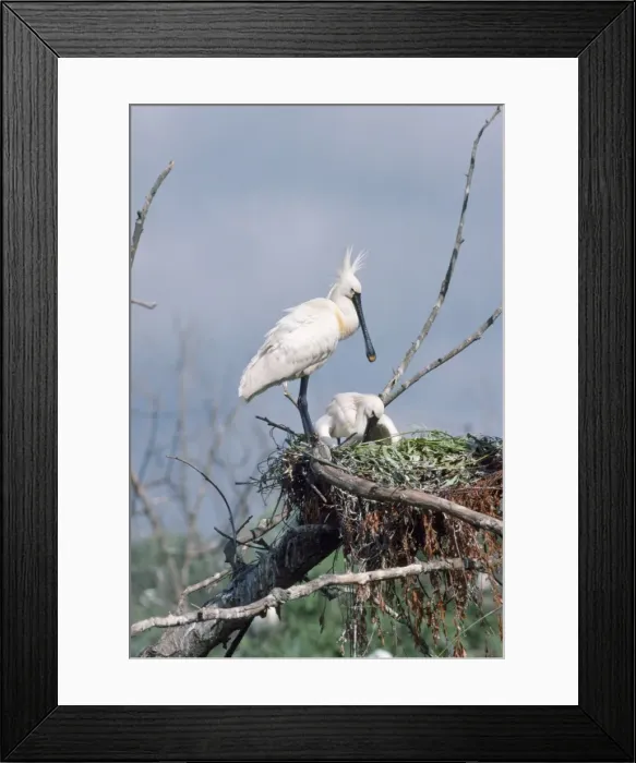 Framed Print : Spoonbill. RTS-1704. SPOONBILLS - AT NEST Framed Print : Spoonbill. RTS-1704. SPOONBILLS - AT NEST