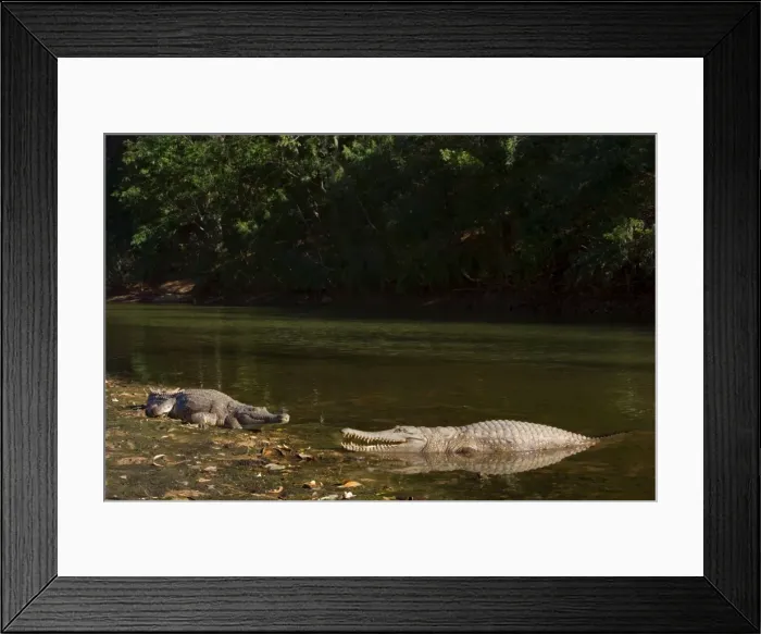 Framed Print : Johnston Crocodile - big Freshwater Crocodiles lying in wait in a river - Windjana Gorge National Park, Kimberley Region, Western Australia, Australia
