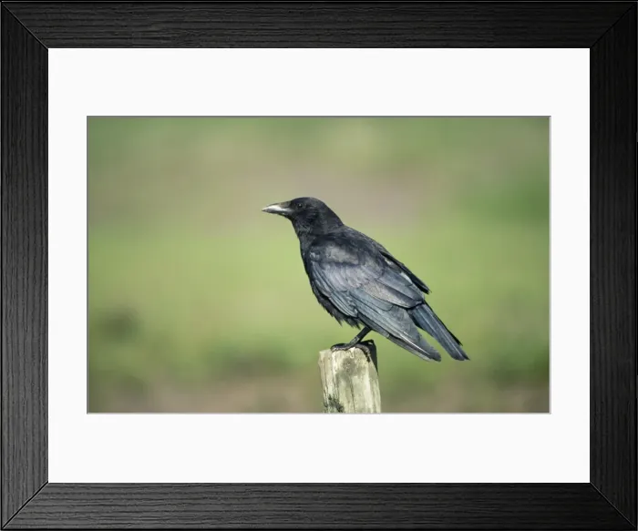 Framed Print : Carrion Crow Framed Print : Carrion Crow