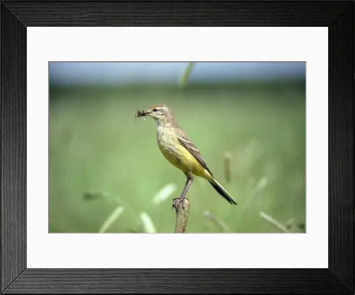 Framed Print : Yellow Wagtail - female with insects in beak Framed Print : Yellow Wagtail - female with insects in beak