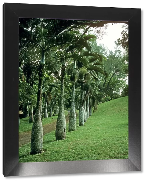 Bottle Palms pamplemousses botanical gardens, Round Island Mauritius