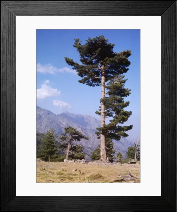 Framed Print : Corsican Pine Corsica Framed Print : Corsican Pine Corsica