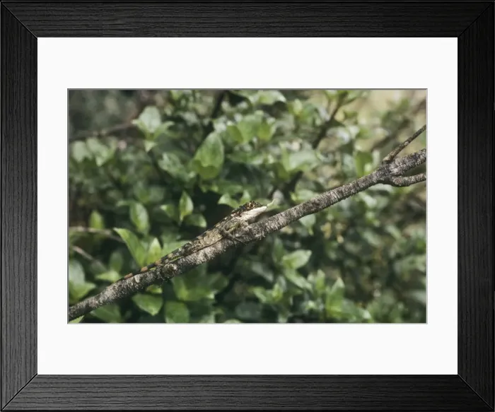 Framed Print : Mountain horned agama Also known as: Ceylon horn-nosed lizard, horn-nosed lizard and rhino-horned lizard. Endemic to Sri Lanka
