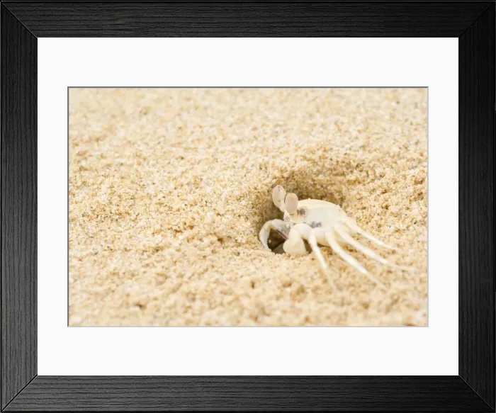 Framed Print : Ghost Crab - perfect mimickry of a white ghost crab on white sandy beach. This one just comes out of its hidey hole. Side view - Cape Range National Park, Western Australia, Australia Framed Print : Ghost Crab - perfect mimickry of a white ghost crab on white sandy beach. This one just comes out of its hidey hole. Side view - Cape Range National Park, Western Australia, Australia