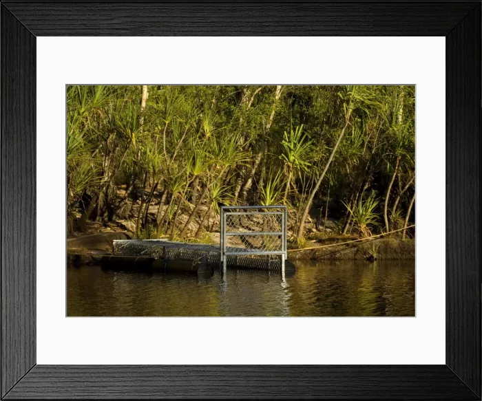 Framed Print : Crocodile trap - a big crocodile trap is set to catch a stray saltwater crocodile, also called estuarine crocodile, in a river which hat access to the sea during the wet season - Northern Territory, Australia Framed Print : Crocodile trap - a big crocodile trap is set to catch a stray saltwater crocodile, also called estuarine crocodile, in a river which hat access to the sea during the wet season - Northern Territory, Australia
