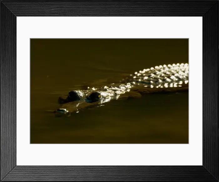 Framed Print : Johnston Crocodile - portrait of a big Freshwater Crocodile lying in wait in a river. Only its eyes, the tip of the snout and a bit of its back is visible, the rest is under water - Windjana Gorge National Park, Kimberley Region, Western Australia Framed Print : Johnston Crocodile - portrait of a big Freshwater Crocodile lying in wait in a river. Only its eyes, the tip of the snout and a bit of its back is visible, the rest is under water - Windjana Gorge National Park, Kimberley Region, Western Australia