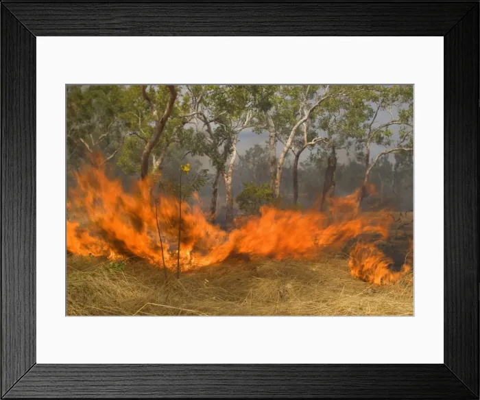 Framed Print : Wildfire in the bush - the flames of a raging bushfire burn up dried grass and gum trees. Black smoke darkens the sky and casts a depressing atmosphere over the land - Northern Territory, Australia Framed Print : Wildfire in the bush - the flames of a raging bushfire burn up dried grass and gum trees. Black smoke darkens the sky and casts a depressing atmosphere over the land - Northern Territory, Australia
