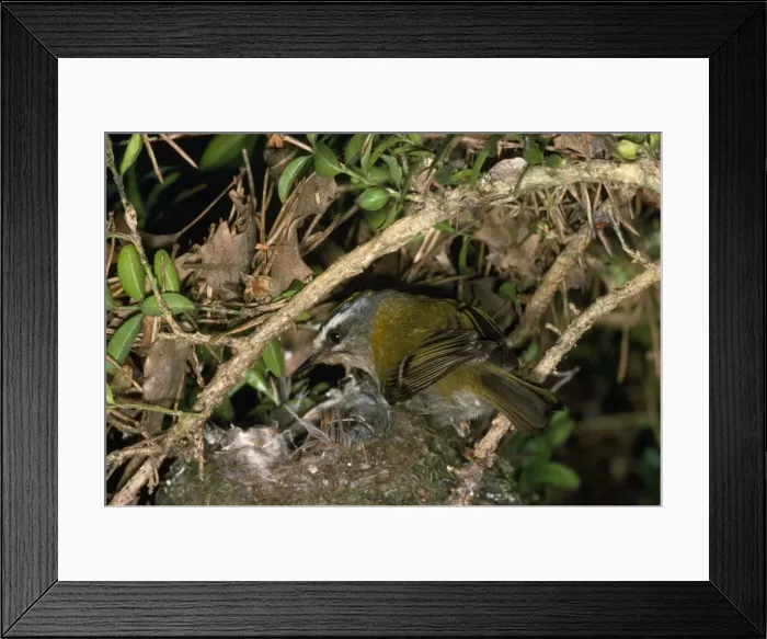 Framed Print : Firecrest - at nest Framed Print : Firecrest - at nest