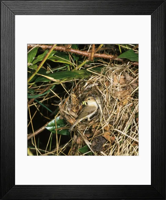 Framed Print : Chiffchaff - with food in beak at nest entrace Framed Print : Chiffchaff - with food in beak at nest entrace