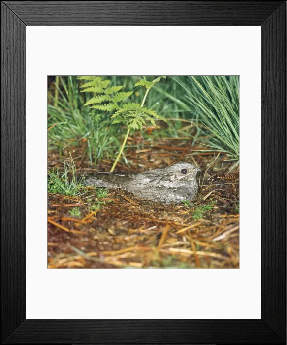 Framed Print : Nightjar. RTS-1632. NIGHTJAR - on nest. Caprimulgus europaeus Framed Print : Nightjar. RTS-1632. NIGHTJAR - on nest. Caprimulgus europaeus