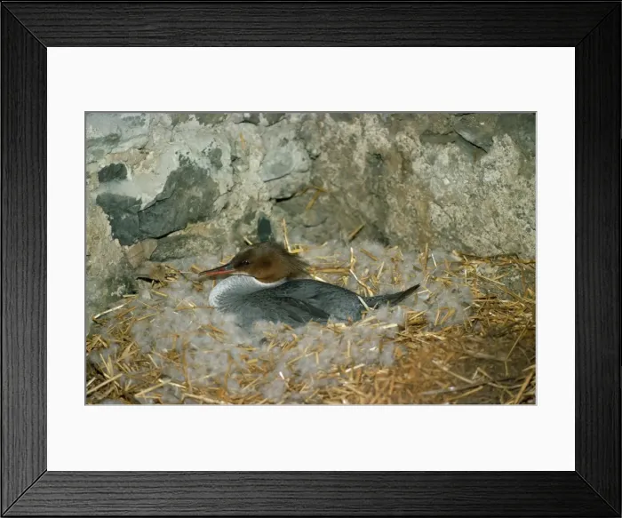 Framed Print : Goosander Duck - female at nest Framed Print : Goosander Duck - female at nest
