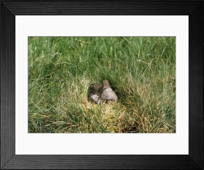 Framed Print : Redshank - at nest with chicks Framed Print : Redshank - at nest with chicks