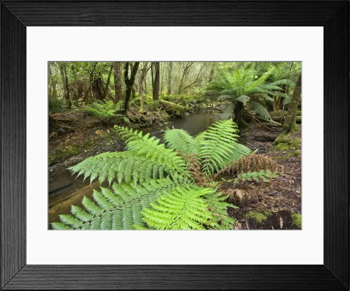 Framed Print : creek in temperate rainforest - a creek meanders through lush, cool temperate rainforest, which is dominated by ferns and lichen and moss-covered trees - Mount Field National Park, Tasmania, Australia Framed Print : creek in temperate rainforest - a creek meanders through lush, cool temperate rainforest, which is dominated by ferns and lichen and moss-covered trees - Mount Field National Park, Tasmania, Australia