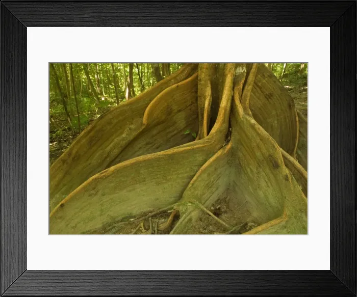 Framed Print : rainforest giant - impressive specimen of a Tulip Oak with hugh buttress roots. They give the tree additional stability and supply it with additional water and nutrients - Daintree National Park, Wet Tropics World Heritage Area, Queensland