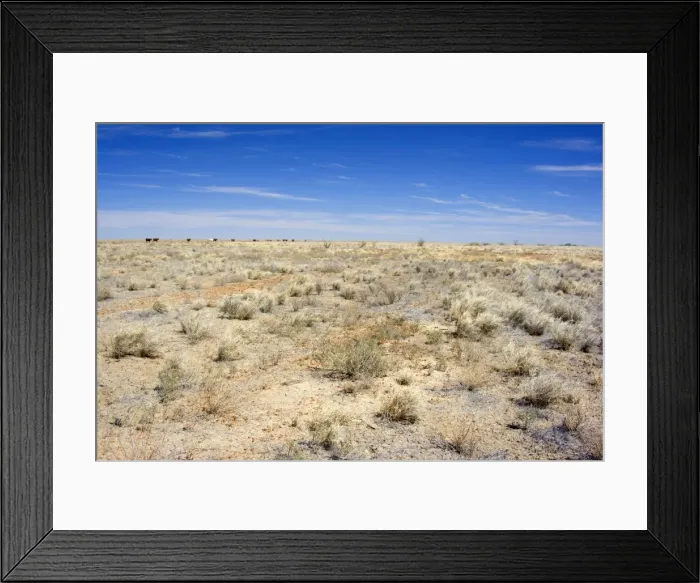 Framed Print : Drought - completely dried up pasture totally devoid of any signs of plant live. The earth is cracked up and all vegetation is bone dry. A few cattle in the distance try to find some food Framed Print : Drought - completely dried up pasture totally devoid of any signs of plant live. The earth is cracked up and all vegetation is bone dry. A few cattle in the distance try to find some food