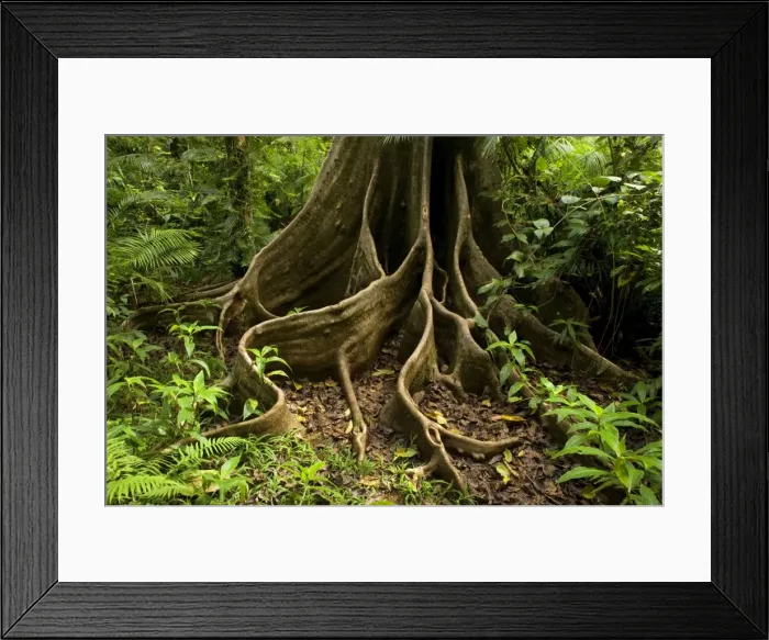 Framed Print : giant rainforest tree - amazing buttress roots of a giant tree in lush tropical rainforest - Wooroonooran National Park, Wet Tropics World Heritage Area, Queensland, Australia Framed Print : giant rainforest tree - amazing buttress roots of a giant tree in lush tropical rainforest - Wooroonooran National Park, Wet Tropics World Heritage Area, Queensland, Australia