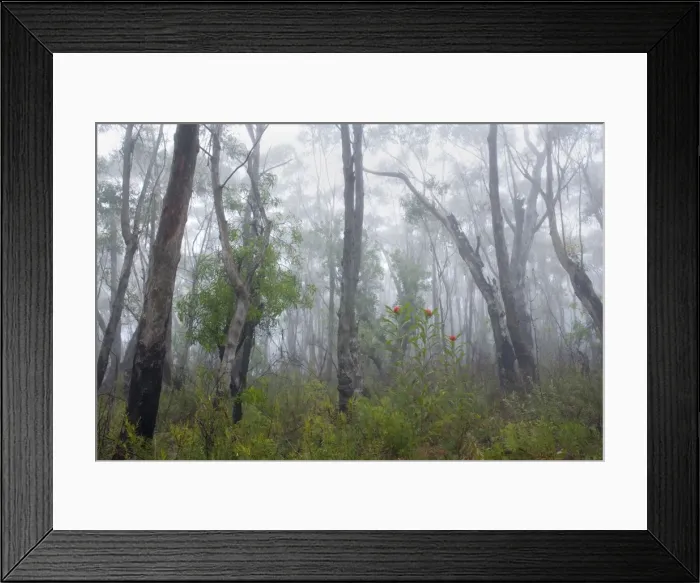 Framed Print : Mist in Eucalypt forest - a misty morning in an eucalypt forest near Perrys Lookdown. Very bleak gray and white predominates if it wouldn't be for the bright red blossoms of the Waratahs, the most spectular of the park's wildflowers Framed Print : Mist in Eucalypt forest - a misty morning in an eucalypt forest near Perrys Lookdown. Very bleak gray and white predominates if it wouldn't be for the bright red blossoms of the Waratahs, the most spectular of the park's wildflowers