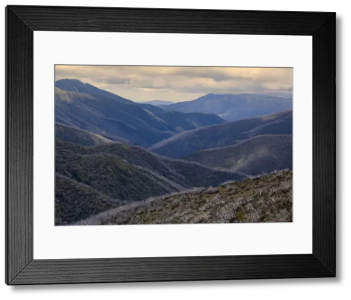 Framed Print : Mountain scenery - windswept and by wildfires damaged snow gums and mountain ranges around Mt. Hotham Alpine Resort - Alpine National Park, Victoria, Australia Framed Print : Mountain scenery - windswept and by wildfires damaged snow gums and mountain ranges around Mt. Hotham Alpine Resort - Alpine National Park, Victoria, Australia