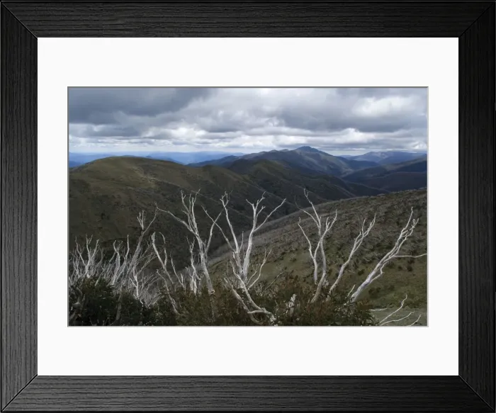 Framed Print : Mountain scenery - windswept and by wildfires damaged snow gums and mountain ranges around Mt. Hotham Alpine Resort - Alpine National Park, Victoria, Australia Framed Print : Mountain scenery - windswept and by wildfires damaged snow gums and mountain ranges around Mt. Hotham Alpine Resort - Alpine National Park, Victoria, Australia