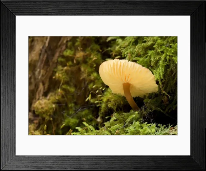 Framed Print : Gilled fungus - beautiful orange coloured gilled fungus grows on a moss-covered tree in lush temperate rainforest - Mount Field National Park, Tasmania, Australia Framed Print : Gilled fungus - beautiful orange coloured gilled fungus grows on a moss-covered tree in lush temperate rainforest - Mount Field National Park, Tasmania, Australia