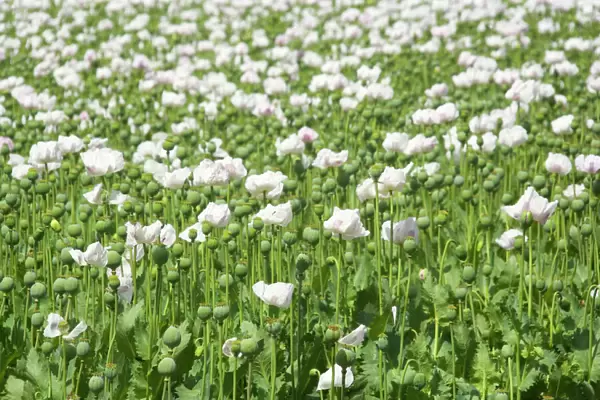 Opium poppy - blooms and seed capsules on a field - Tasmania, Australia