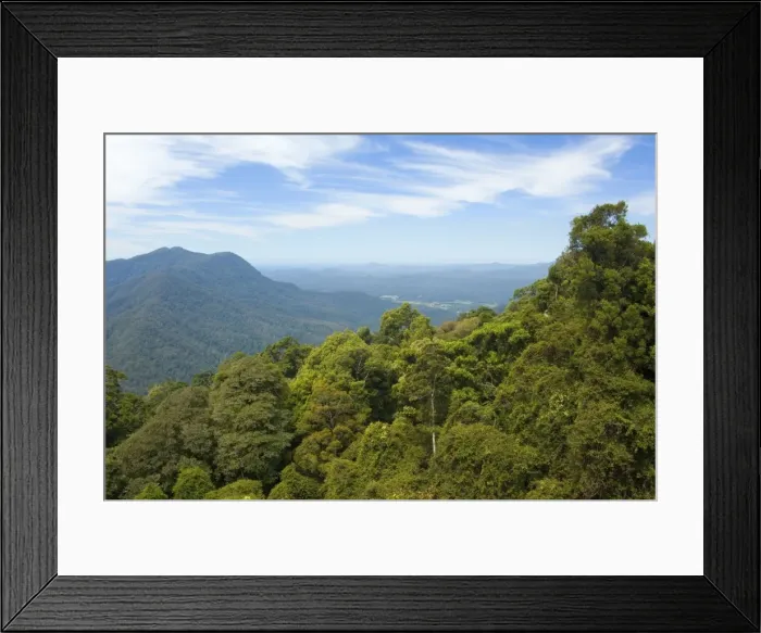 Framed Print : Rainforest canopy - view over the canopy of a subtropical rainforest towards the pacific coast - Dorrigo National Park, Central Eastern Australian Rainforest World Heritage Area, New South Wales, Australia Framed Print : Rainforest canopy - view over the canopy of a subtropical rainforest towards the pacific coast - Dorrigo National Park, Central Eastern Australian Rainforest World Heritage Area, New South Wales, Australia