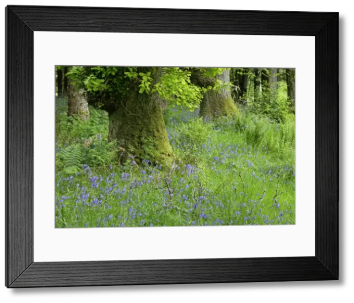 Framed Print : Common Bluebells dense population on forest clearing Highlands, Scotland, UK Framed Print : Common Bluebells dense population on forest clearing Highlands, Scotland, UK