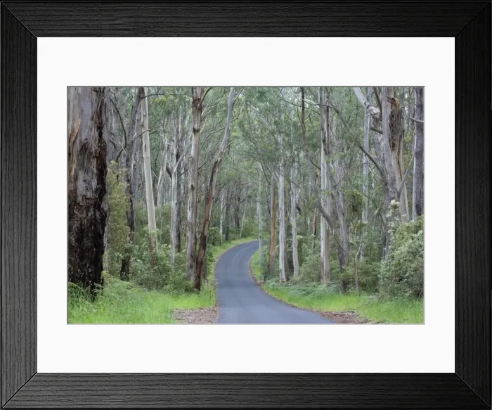 Framed Print : Road in Wet Sclerophyll Forest - a road cuts through magnificent forest consisting of mainly Mountain Ash trees - Cape Otway, Victoria, Australia Framed Print : Road in Wet Sclerophyll Forest - a road cuts through magnificent forest consisting of mainly Mountain Ash trees - Cape Otway, Victoria, Australia