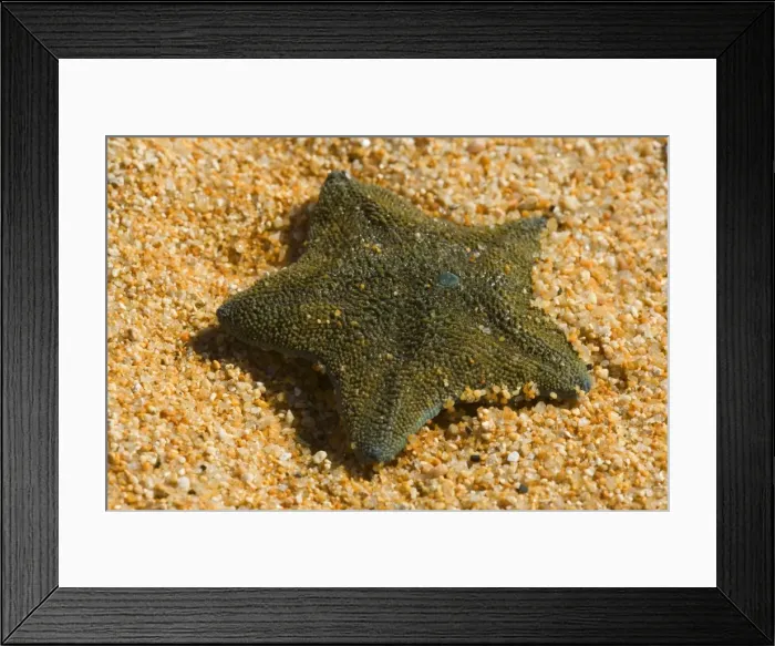 Framed Print : New Zealand common cushion star bluish green coloured sea star washed ashore at sandy beach of Totaranui. This sea star is endemic to New Zealand but also the most common one. Abel Tasman National Park, Tasman District Framed Print : New Zealand common cushion star bluish green coloured sea star washed ashore at sandy beach of Totaranui. This sea star is endemic to New Zealand but also the most common one. Abel Tasman National Park, Tasman District