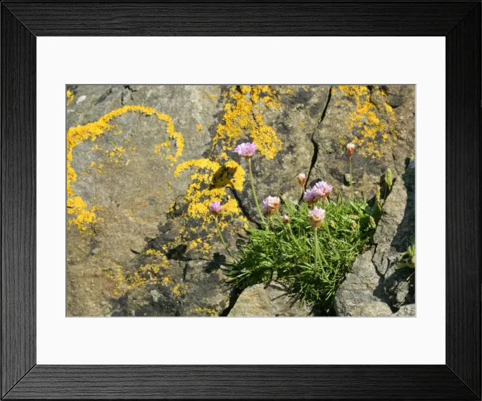Framed Print : Sea Pink growing in a cleft of a rock covered with lichen Central Mainland, Shetland Isles, Scotland, UK Framed Print : Sea Pink growing in a cleft of a rock covered with lichen Central Mainland, Shetland Isles, Scotland, UK