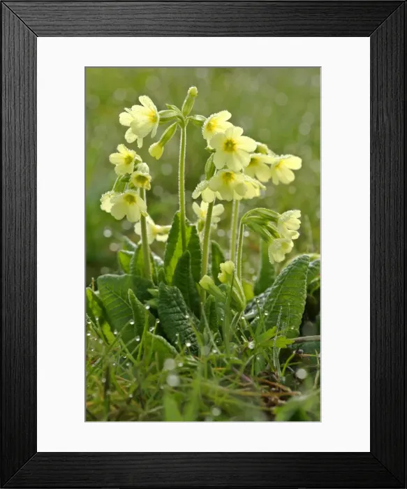Framed Print : Oxlip in full bloom covered in dew at an early spring morning Baden-Wuerttemberg, Germany Framed Print : Oxlip in full bloom covered in dew at an early spring morning Baden-Wuerttemberg, Germany