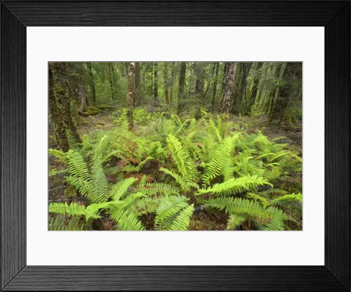 Framed Print : Temperate rainforest - magnificent Franklin river cuts through lush, temperate rainforest similar to that in New Zealand. Fern and lichen-covered trees dominate the scenery - Franklin-Gordon Wild Rivers National Park, Tasmania, Australia Framed Print : Temperate rainforest - magnificent Franklin river cuts through lush, temperate rainforest similar to that in New Zealand. Fern and lichen-covered trees dominate the scenery - Franklin-Gordon Wild Rivers National Park, Tasmania, Australia