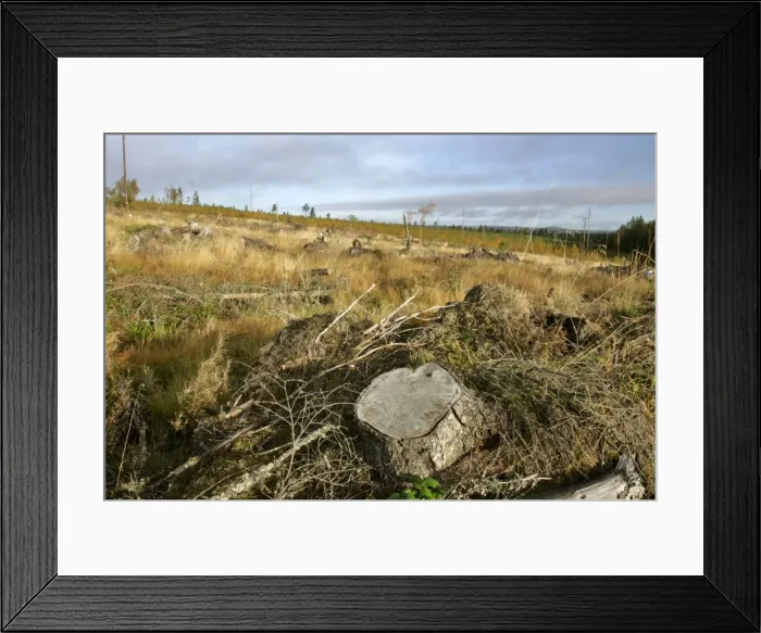 Framed Print : Deforestation destroyed timber forest after mechanical cut down Dalarna region, Sweden Framed Print : Deforestation destroyed timber forest after mechanical cut down Dalarna region, Sweden