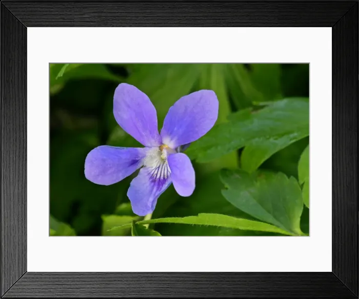 Framed Print : Early dog violet single blossom growing on forest floor Baden-Wuerttemberg, Germany Framed Print : Early dog violet single blossom growing on forest floor Baden-Wuerttemberg, Germany