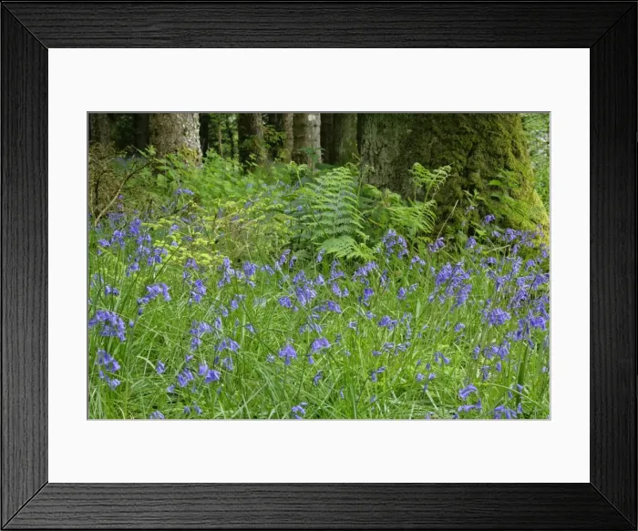 Framed Print : Common Bluebells dense polulation on forest clearing Highlands, Scotland, UK Framed Print : Common Bluebells dense polulation on forest clearing Highlands, Scotland, UK